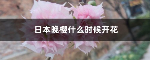 日本晚樱什么时候开花