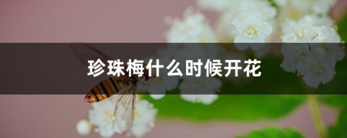 珍珠梅什么时候开花