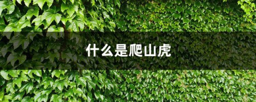 什么是爬山虎，爬山虎的叶子有哪些特点