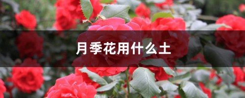 月季花用什么土