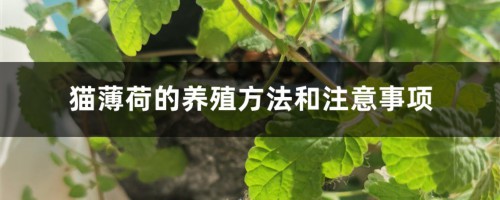 猫薄荷的养殖方法和注意事项