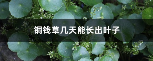 铜钱草几天能长出叶子，分享铜钱草的生长日记