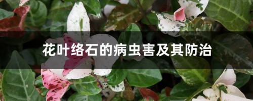 花叶络石的病虫害及其防治