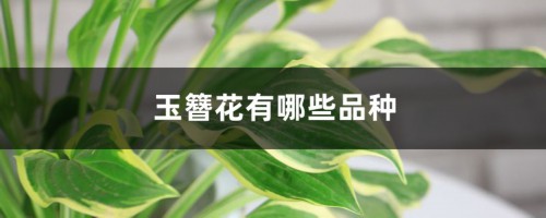 玉簪花有哪些品种