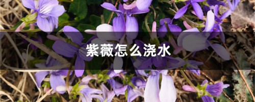 紫薇怎么浇水