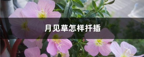 月见草怎样扦插